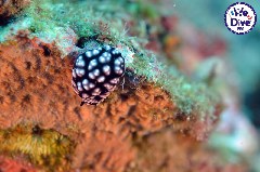    Mareste fotografia 

WeDive - RajaAmpat 2020