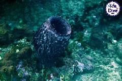    Mareste fotografia 

WeDive - RajaAmpat 2020