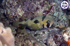    Mareste fotografia 

WeDive - RajaAmpat 2020