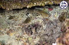    Mareste fotografia 

WeDive - RajaAmpat 2020