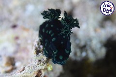    Mareste fotografia 

WeDive - RajaAmpat 2020