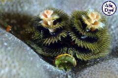    Mareste fotografia 

WeDive - RajaAmpat 2020