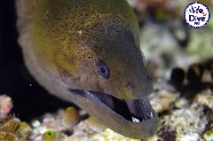    Mareste fotografia 

WeDive - RajaAmpat 2020