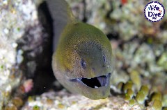    Mareste fotografia 

WeDive - RajaAmpat 2020