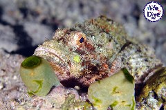    Mareste fotografia 

WeDive - RajaAmpat 2020