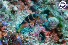    Mareste fotografia 

WeDive - RajaAmpat 2020