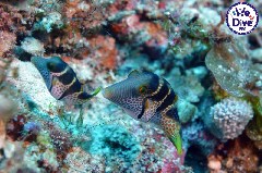    Mareste fotografia 

WeDive - RajaAmpat 2020