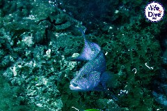    Mareste fotografia 

WeDive - RajaAmpat 2020