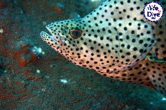    Mareste fotografia 

WeDive - RajaAmpat 2020