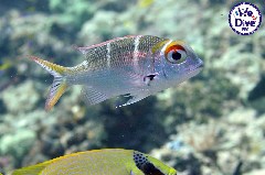    Mareste fotografia 

WeDive - RajaAmpat 2020