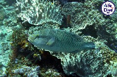    Mareste fotografia 

WeDive - RajaAmpat 2020