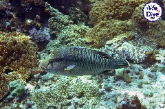    Mareste fotografia 

WeDive - RajaAmpat 2020