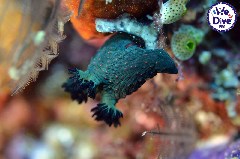    Mareste fotografia 

WeDive - RajaAmpat 2020