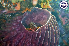    Mareste fotografia 

WeDive - RajaAmpat 2020