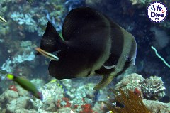    Mareste fotografia 

WeDive - RajaAmpat 2020