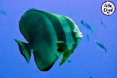    Mareste fotografia 

WeDive - RajaAmpat 2020