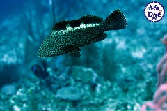    Mareste fotografia 

WeDive - RajaAmpat 2020