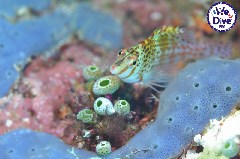    Mareste fotografia 

WeDive - RajaAmpat 2020