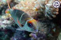    Mareste fotografia 

WeDive - RajaAmpat 2020