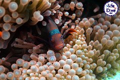    Mareste fotografia 

WeDive - RajaAmpat 2020