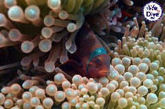    Mareste fotografia 

WeDive - RajaAmpat 2020