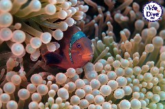    Mareste fotografia 

WeDive - RajaAmpat 2020