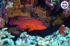    Mareste fotografia 

WeDive - RajaAmpat 2020