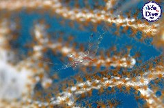    Mareste fotografia 

WeDive - RajaAmpat 2020