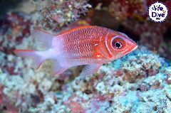    Mareste fotografia 

WeDive - RajaAmpat 2020