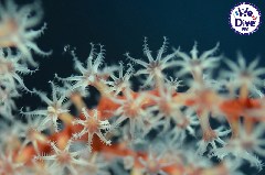    Mareste fotografia 

WeDive - RajaAmpat 2020