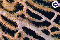    Mareste fotografia 

WeDive - RajaAmpat 2020