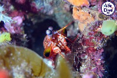    Mareste fotografia 

WeDive - RajaAmpat 2020