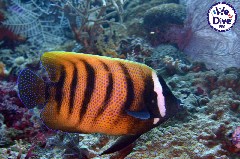    Mareste fotografia 

WeDive - RajaAmpat 2020