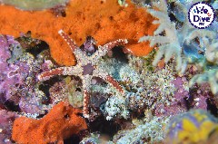    Mareste fotografia 

WeDive - RajaAmpat 2020