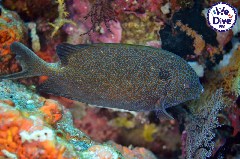    Mareste fotografia 

WeDive - RajaAmpat 2020