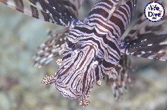    Mareste fotografia 

WeDive - RajaAmpat 2020