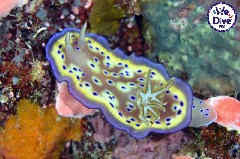    Mareste fotografia 

WeDive - RajaAmpat 2020