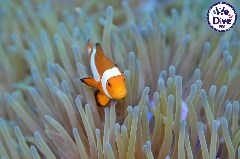    Mareste fotografia 

WeDive - RajaAmpat 2020