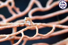    Mareste fotografia 

WeDive - RajaAmpat 2020