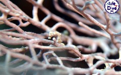    Mareste fotografia 

WeDive - RajaAmpat 2020