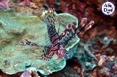    Mareste fotografia 

WeDive - RajaAmpat 2020