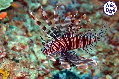    Mareste fotografia 

WeDive - RajaAmpat 2020