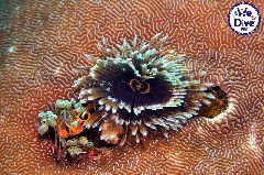    Mareste fotografia 

WeDive - RajaAmpat 2020