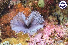    Mareste fotografia 

WeDive - RajaAmpat 2020