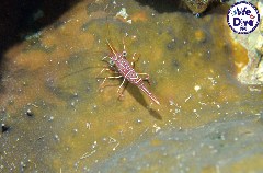    Mareste fotografia 

WeDive - RajaAmpat 2020