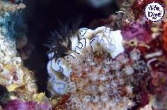    Mareste fotografia 

WeDive - RajaAmpat 2020