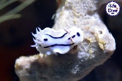    Mareste fotografia 

WeDive - RajaAmpat 2020