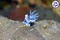    Mareste fotografia 

WeDive - RajaAmpat 2020