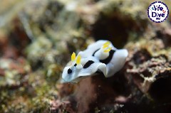    Mareste fotografia 

WeDive - RajaAmpat 2020