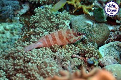    Mareste fotografia 

WeDive - RajaAmpat 2020